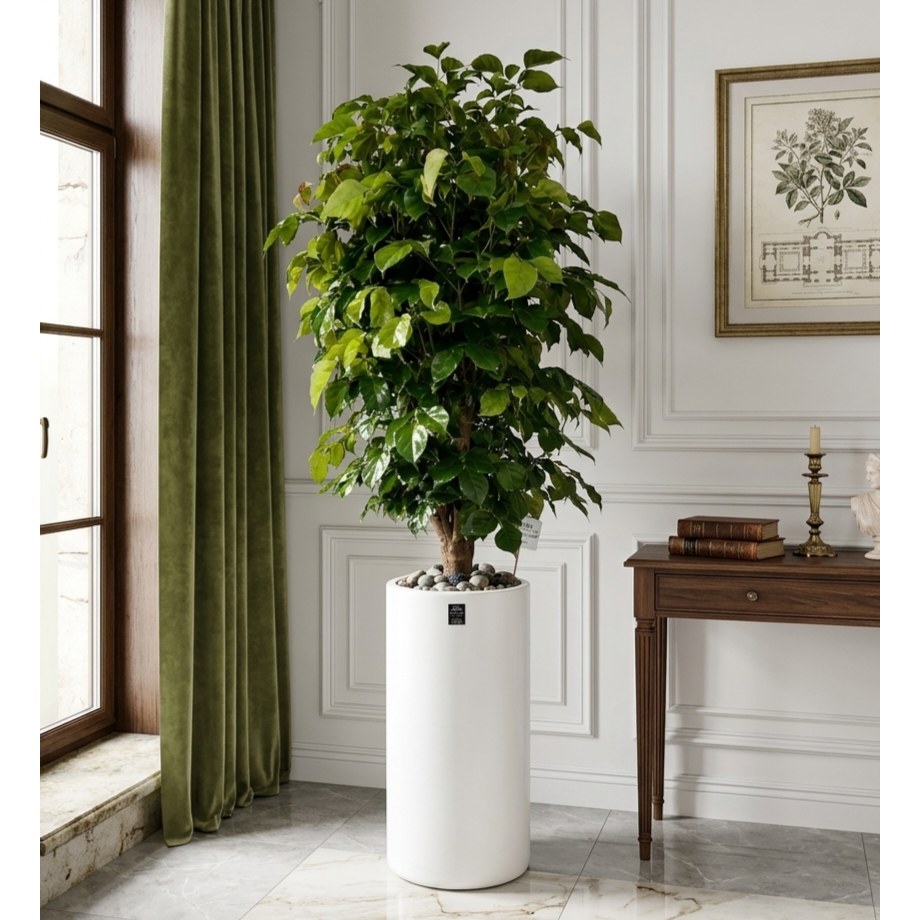 에코플랜트(서랍형받침+리본증정+당일배송) 녹보수 공기정화 식물 개업식 사무실 이전 개원 집들이 개업 축하 화분, 08.녹보수원형, 1개 93,500원