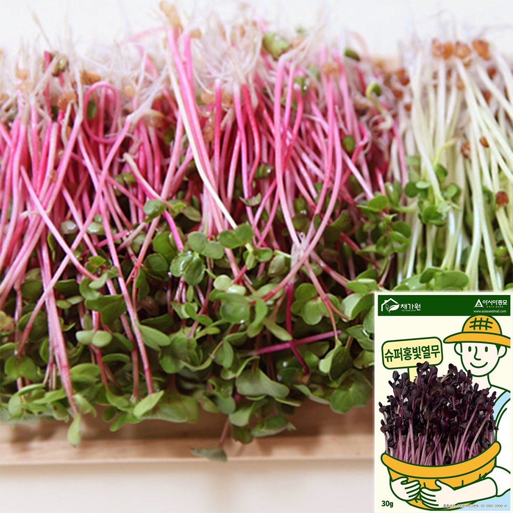 세경팜 새싹 홍빛열무싹30g 새싹채소씨앗 키우기 3,000원