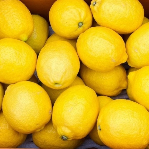 [산지직송] 국내산 청정 제주 레몬, 1박스, 제주레몬 1.5kg (상품) 18,900원