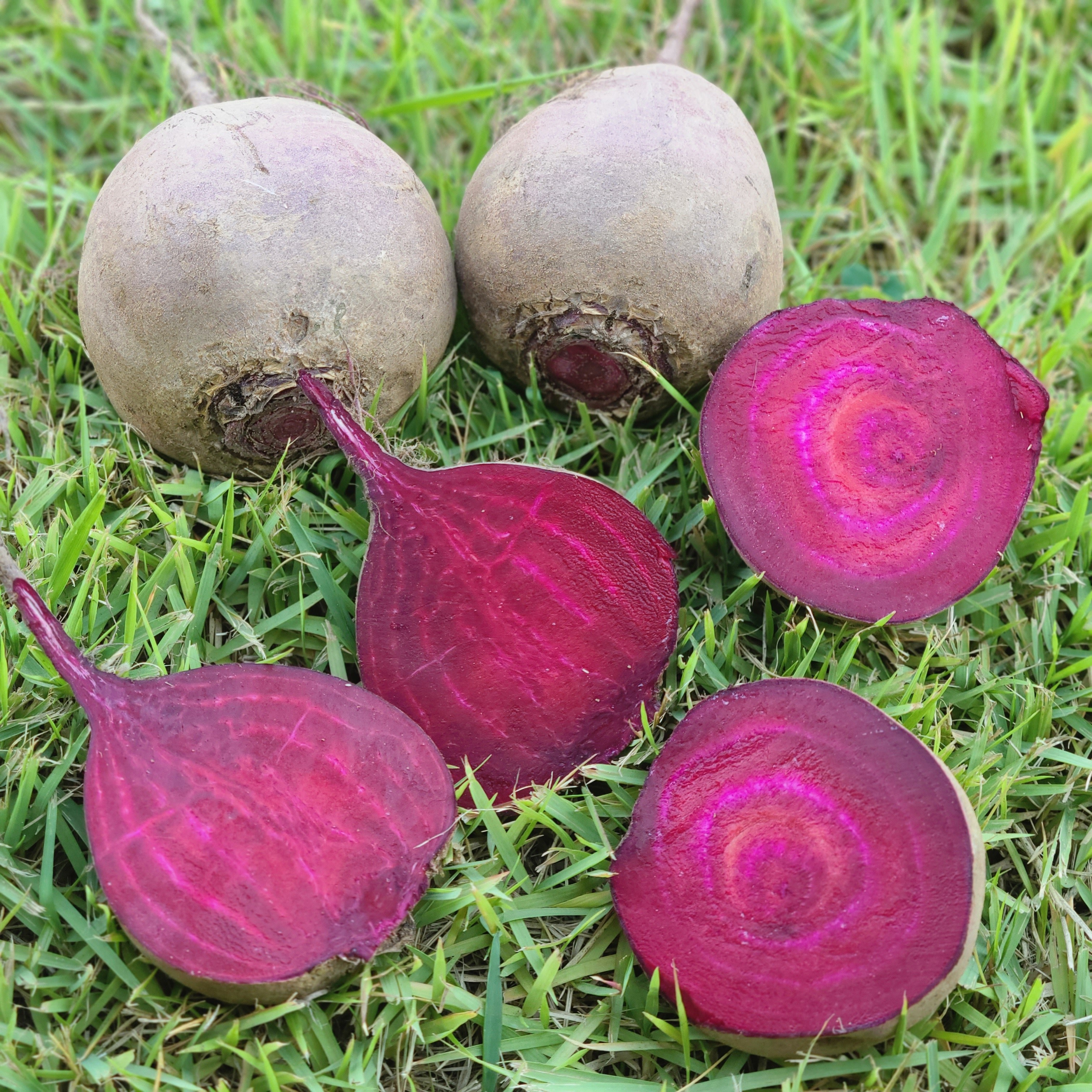 친환경 유기농 비트 레드비트 1kg 3kg 14,850원