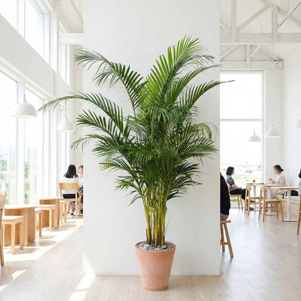 중요거래처 이사 축하 특대형 아레카야자 호텔로비 대형빵카페 키큰식물 510,000원