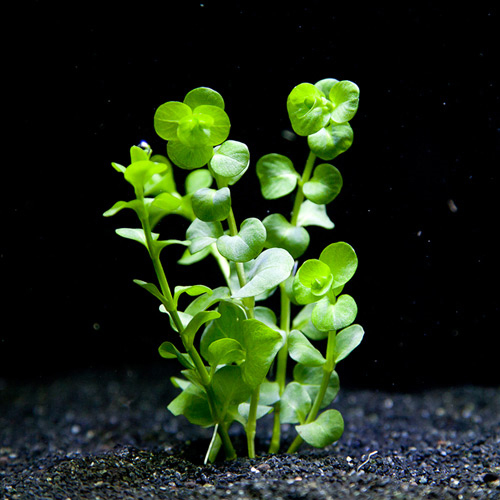 PRFISH 후경수초 리시마치아 3,000원