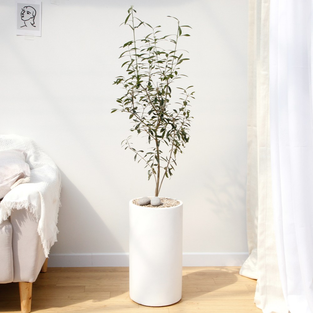 드셀플라워 금전수 뱅갈고무나무 집들이 선물 승진 사무실 이전 병원 개원 개업축하 화분 배달 당일배송 68.대형_올리브 흰색원형 경량화분 109,000원