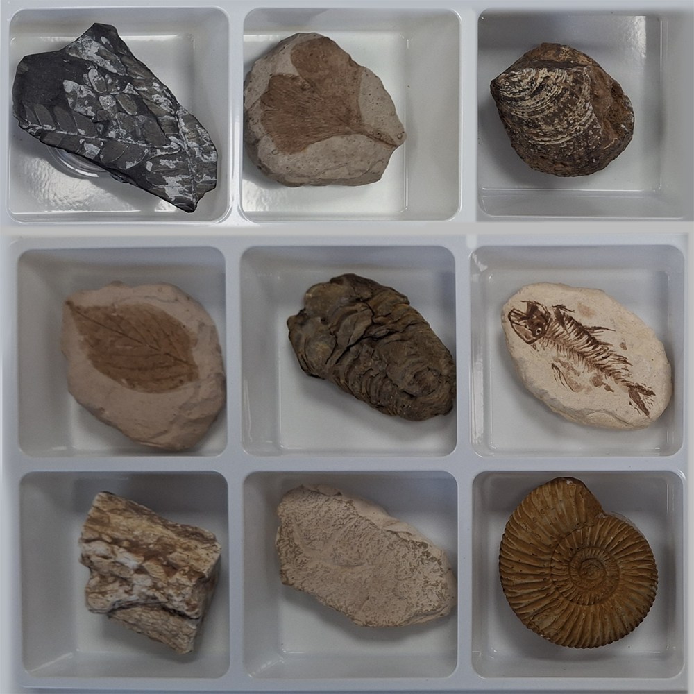 초등 교과 화석 표본(10종)지학사 지층및화석 124,300원