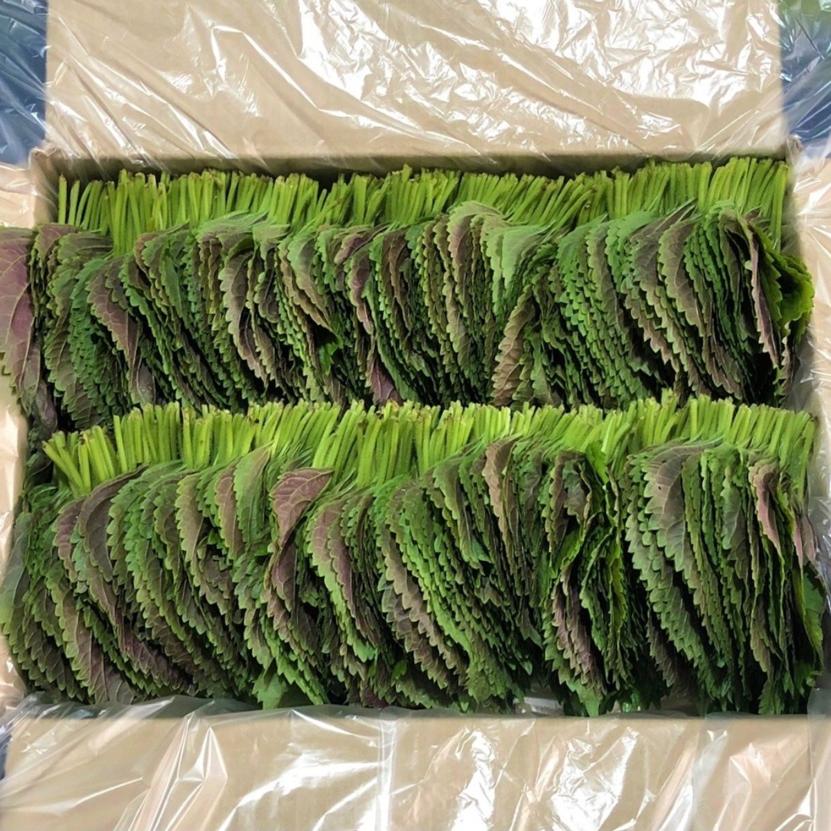 <GAP인증>500g/1kg 직접재배 당일수확 밀양깻잎 7,400원