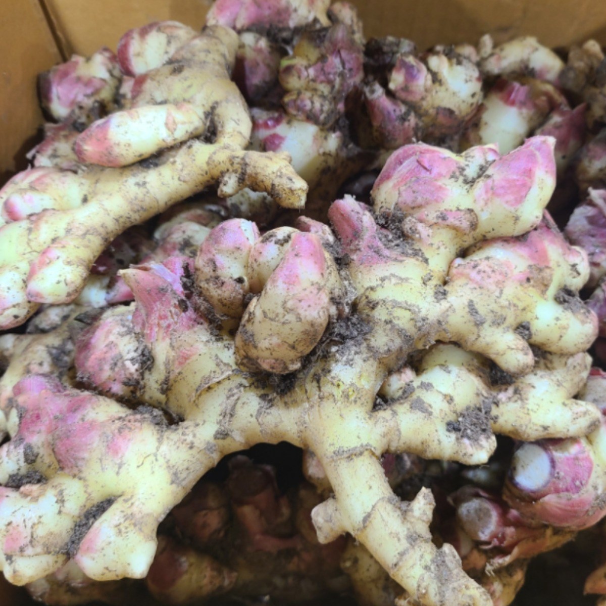 2025년 수확 국내산 햇생강 최상품 8,900원