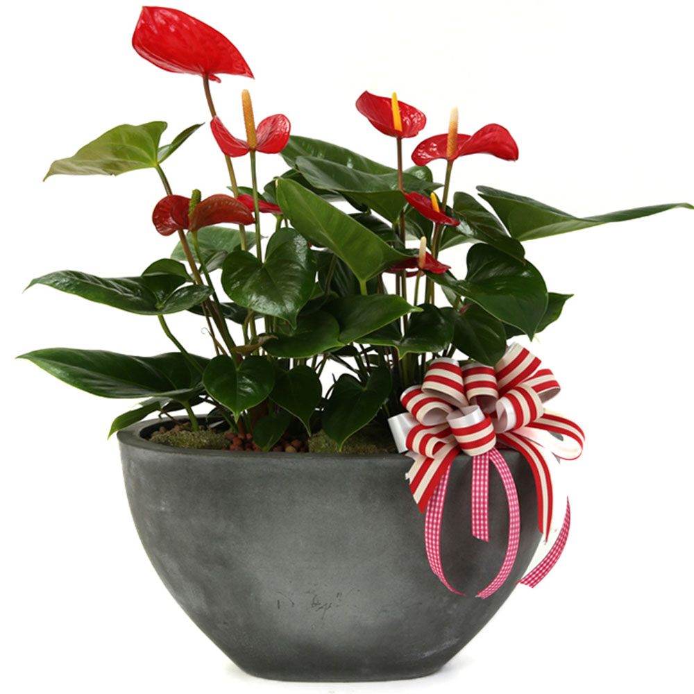 (오늘도착) 99플라워 안스리움 화분 ST-D373 - 개업 집들이 승진선물 전국당일배송 인테리어 92,200원