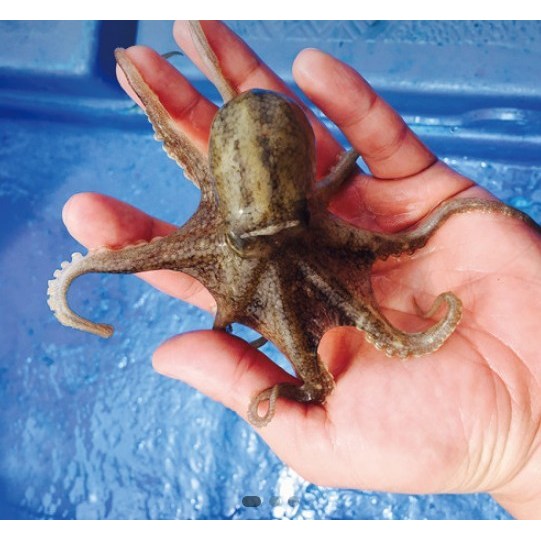 [산지직송] 국산 생물 쭈꾸미 서해안 활쭈꾸미 1kg 알배기 봄쭈꾸미 알쭈꾸미 47,050원