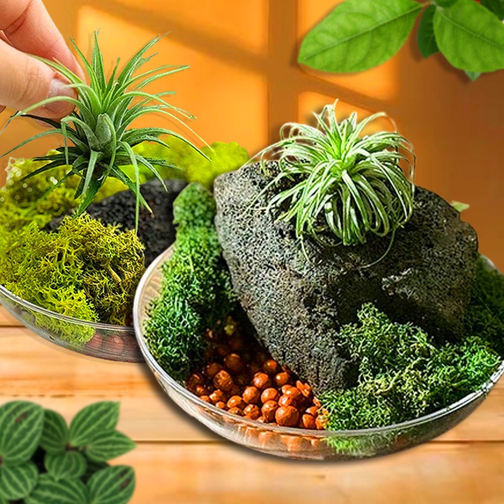 스칸디아모스 테라리움 만들기 화산석 봄 가을 테라리움키트 diy 이오난사 노인 어르신 7,350원