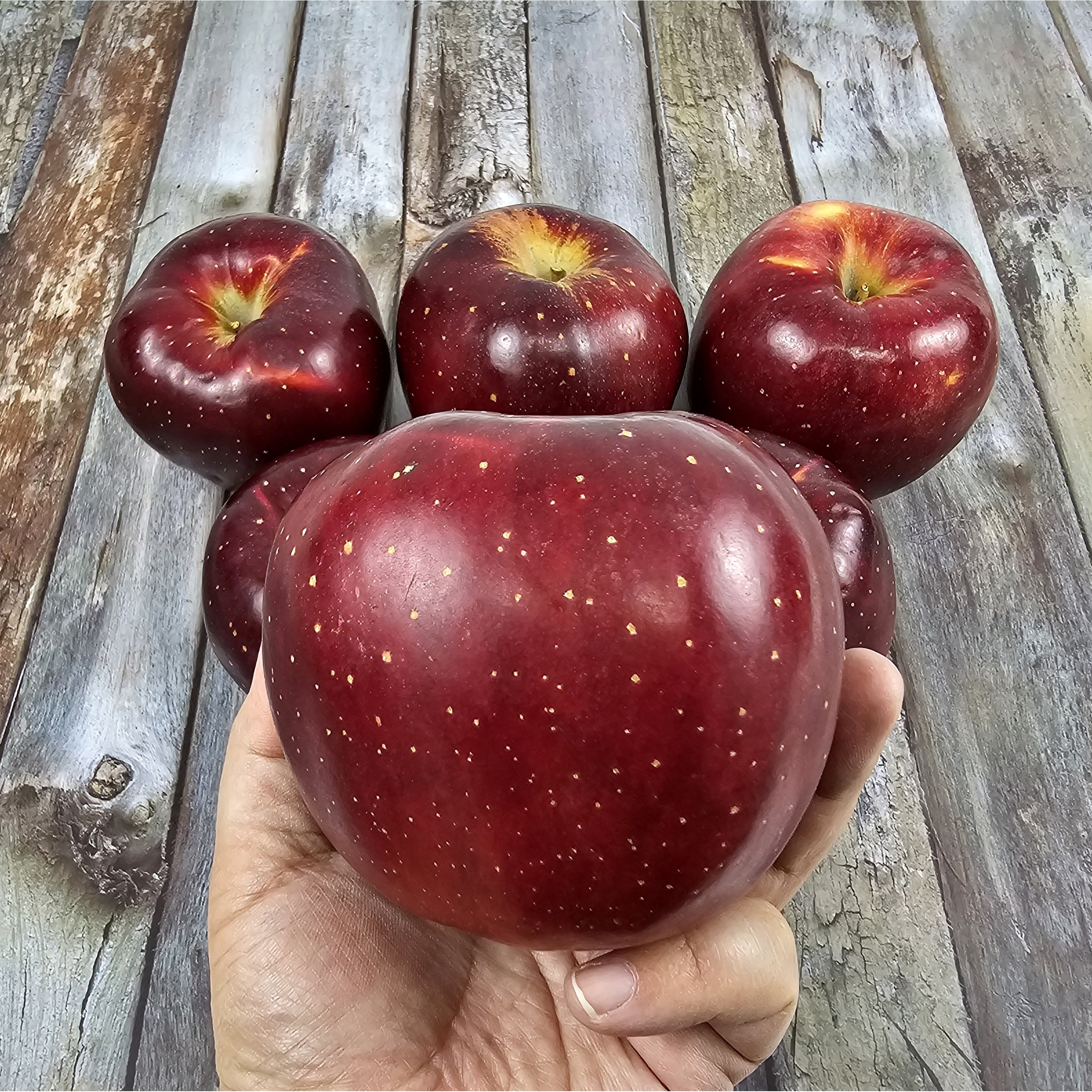 16Brix 당도끝판왕 신품종 애플피치 영주 엔부사과 33,500원