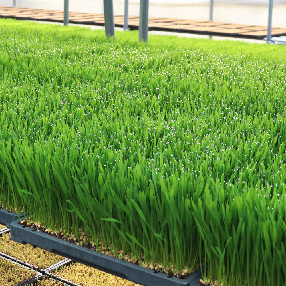 대관령청정농원 밀싹 보리싹 새싹보리 밀순 28,000원