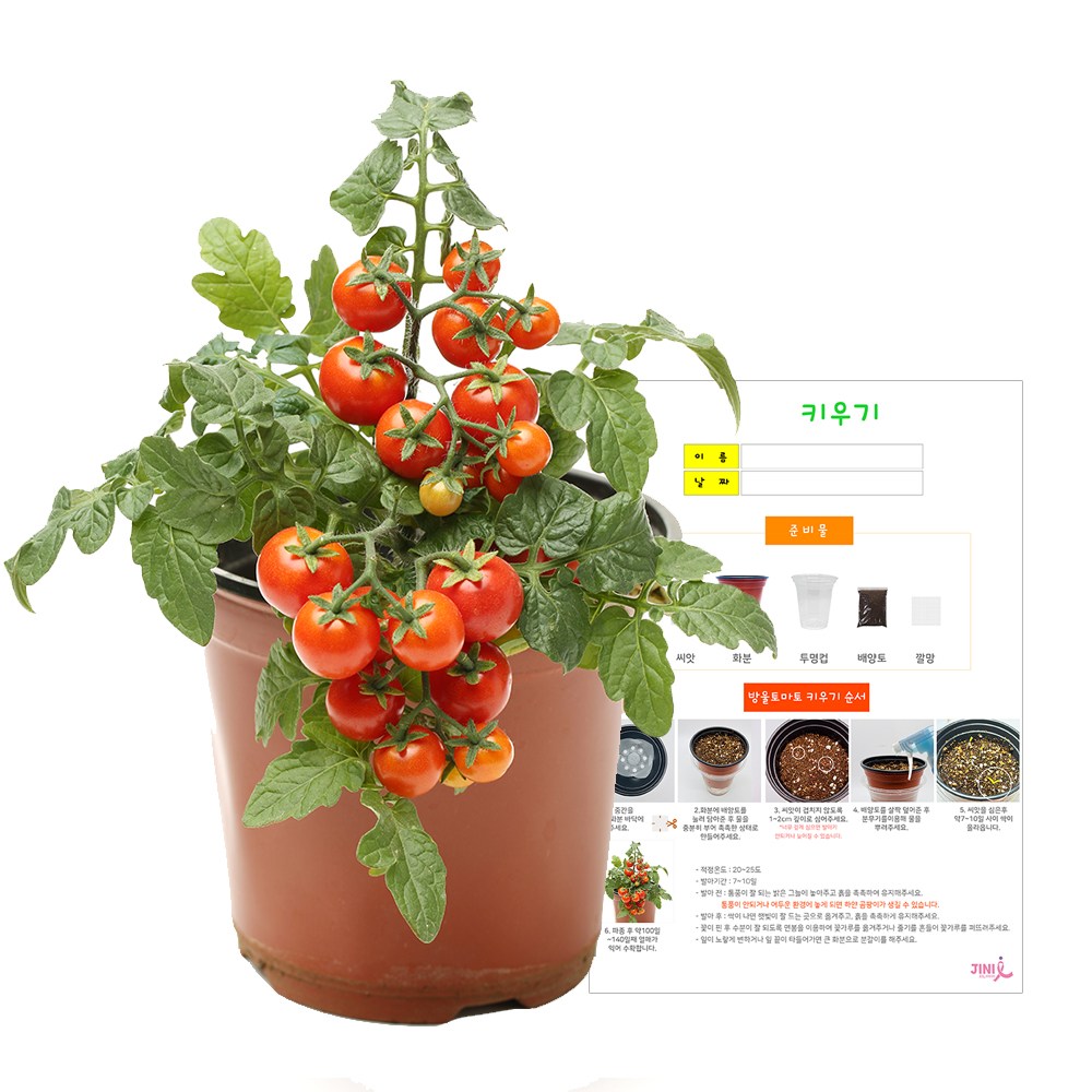 지니아이 방울토마토 키우기 키트 세트 관찰일지 식물키트 관찰학습, 1세트 3,000원