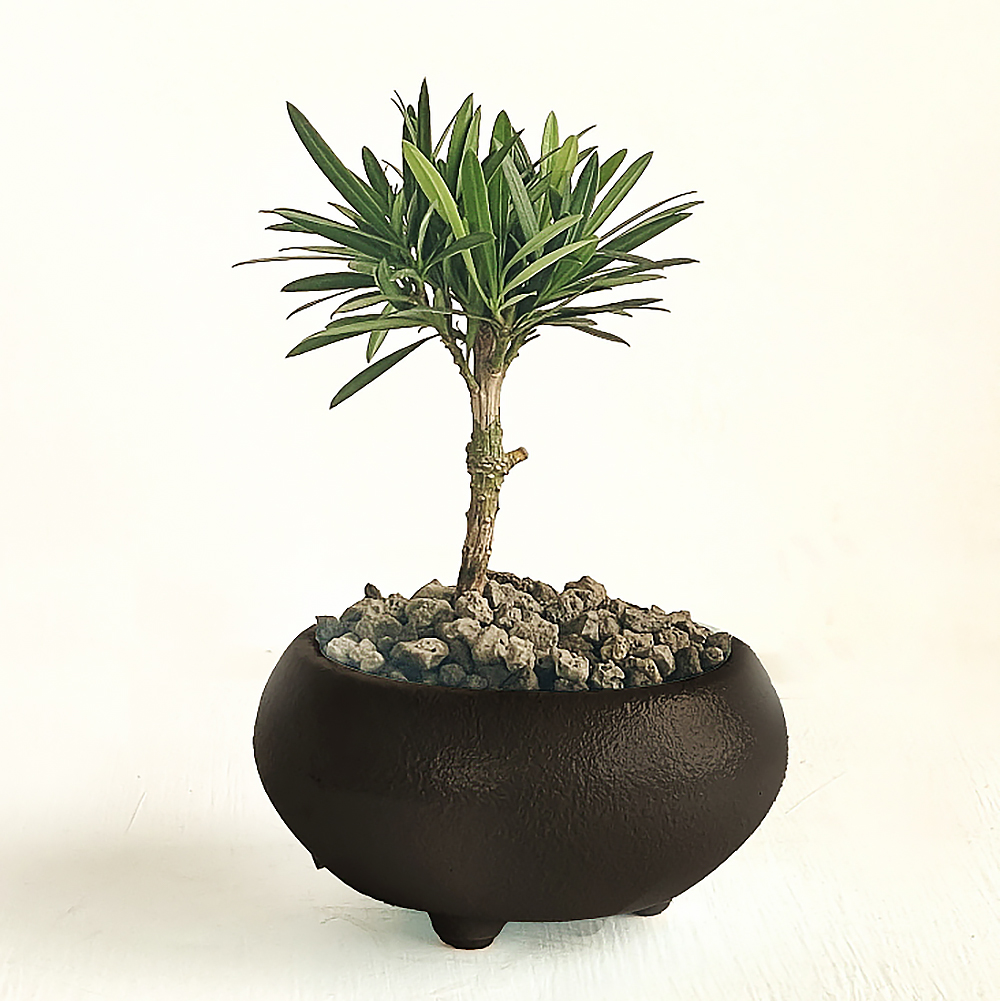 [로켓프레시] 프레시가든 나한송 + 세라믹 미니분재 세트, 블랙, 1세트 24,900원