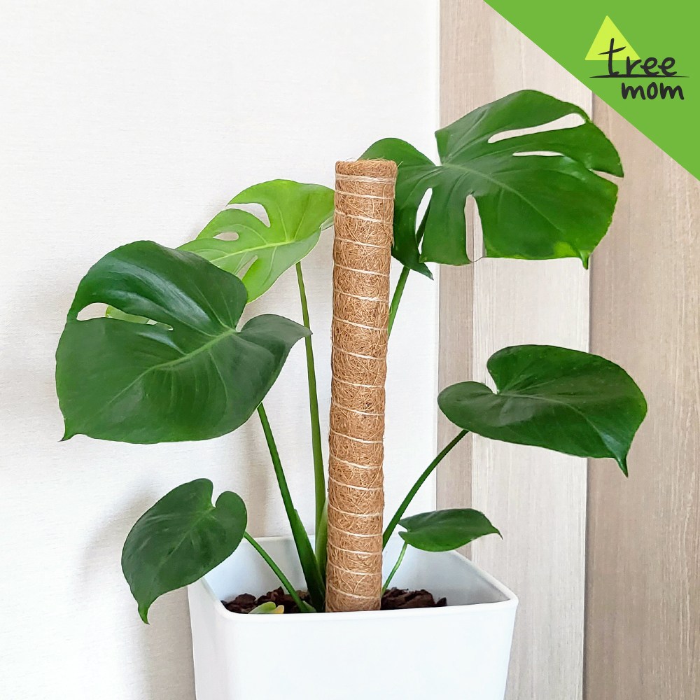 수태봉 천연 몬스테라 넝쿨 식물지지대 지주대 코코넛 봉 연결형 5,250원