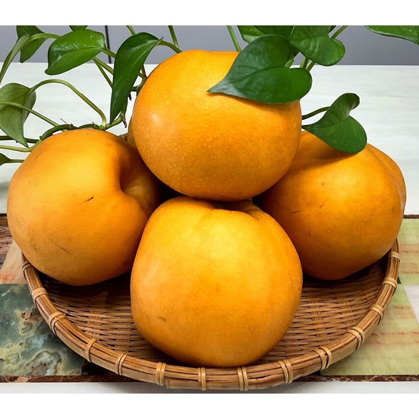 전남 나주배 과즙팡팡 4,15kg 가정용 못난이 흠집배 무게/크기 맞춤선택 나주시, 영암군 등 전남배 100,000원