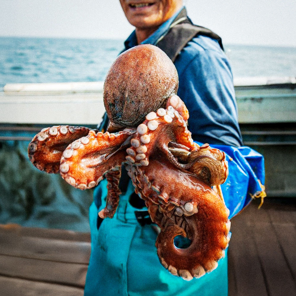 제수용 자연산 통영 활 돌문어 당일바리 최상품, 1개, (일반용) 활 돌문어3kg (1-12미) 110,500원