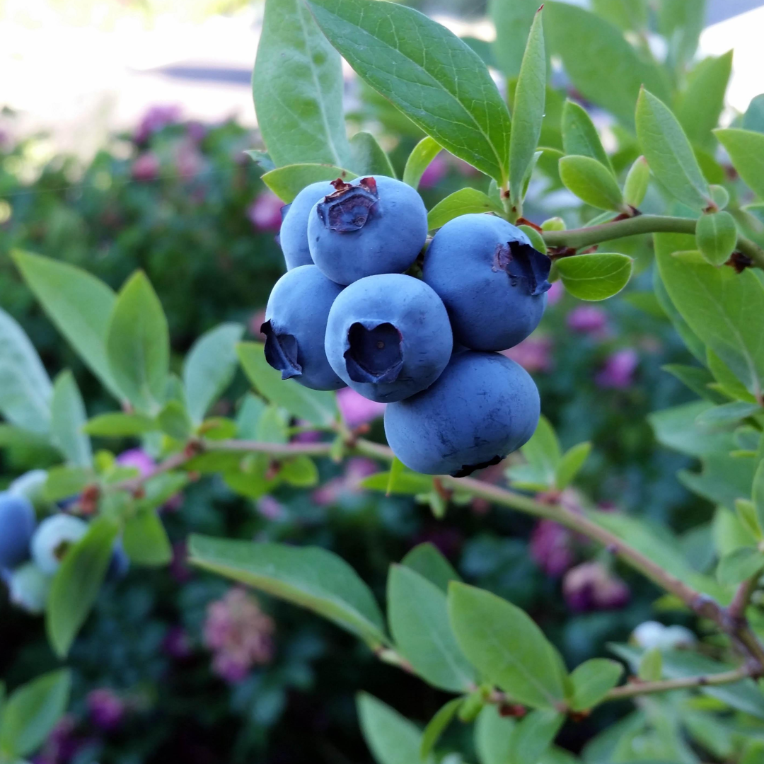 [산지직수입] 알이 단단해 상큼함이 좋은 블루베리 수입산 요거트에 잘 어울리는 달콤한 블루베리 수입산 과육이 탄탄한 데일리 블루베리 수입산, 1개, 이하나몰 수입 블루베리 14~16mm 12팩 70,100원