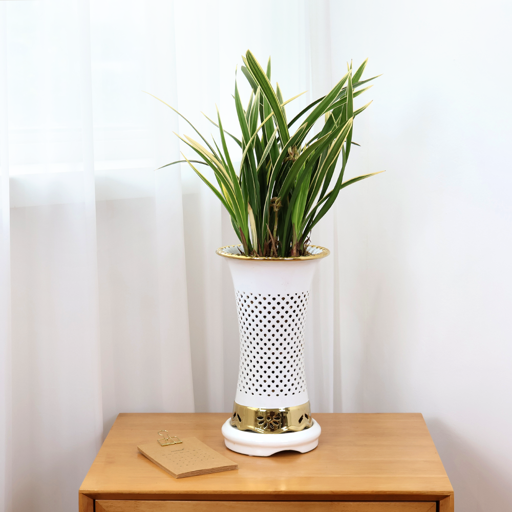 에코플라워 동양란 (백난분 천학금 17x55) 수도권배송 광역시배송 사진전송 승진 영전 인사이동 진급 취임 개업 당일배송 g-0120, 1개 85,500원