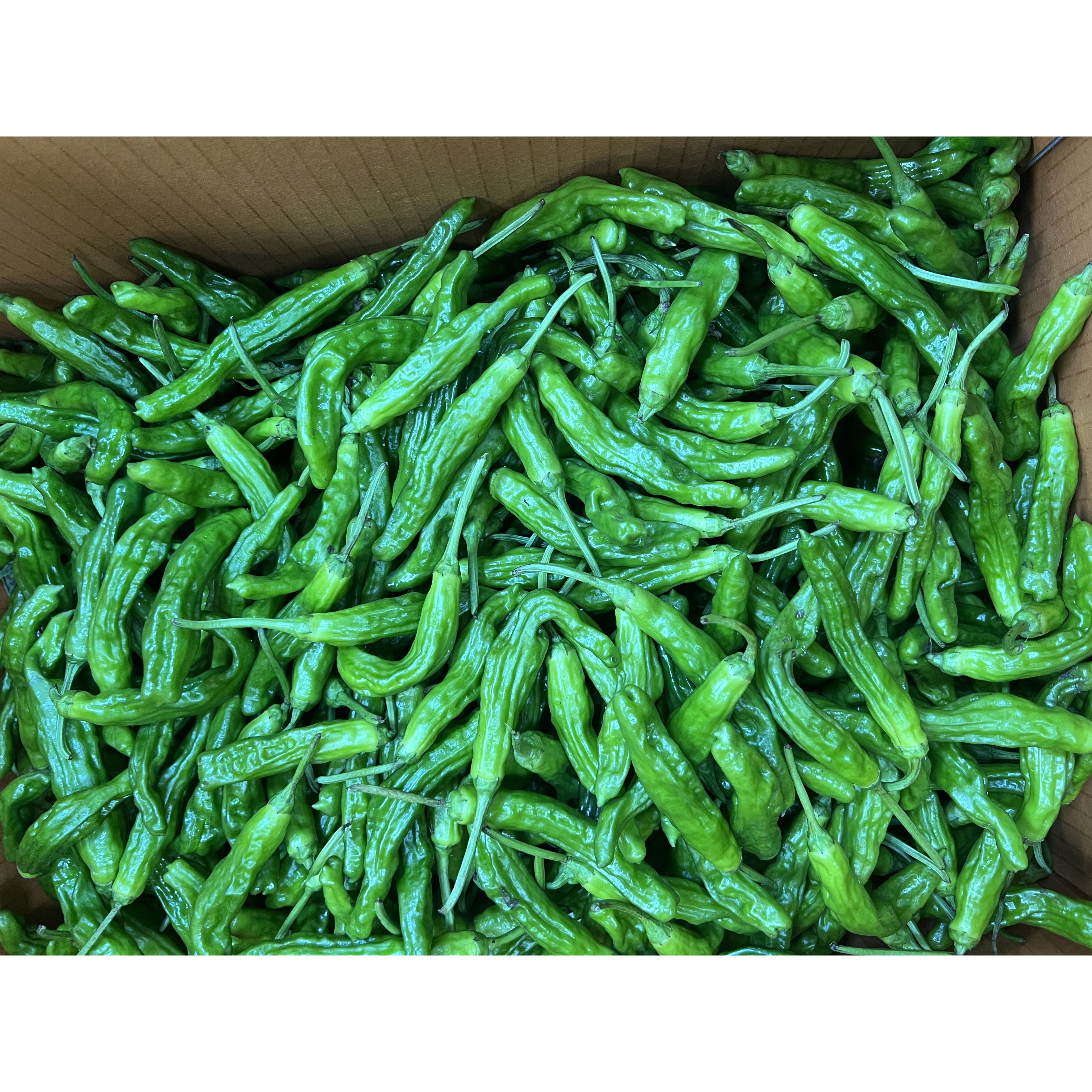 국내산 신선한 싱싱한 꽈리고추 1kg 43,300원