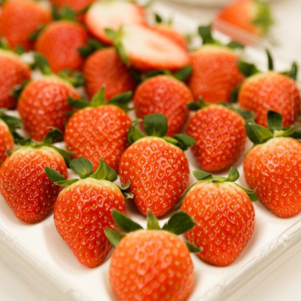 [마사팜] 당도와 식감이 최고 금실딸기 설향딸기 산지직송 특대과 한정특가 62,500원