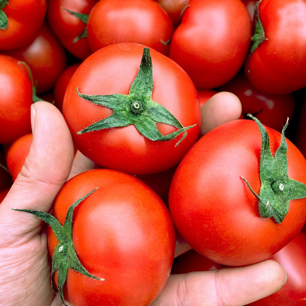 미소진 유럽종 완숙 찰 토마토 9,000원