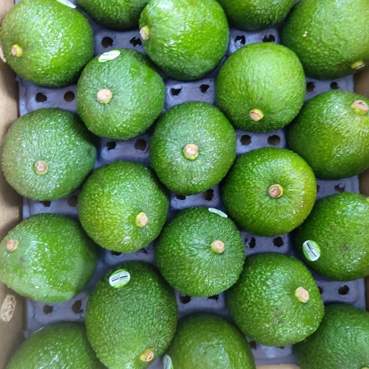 과일성지 싱싱 아보카도, 후숙 아보카도 5과 10과 20과 대과 사이즈, 1세트, 싱싱 2kg내외_10과 23,900원