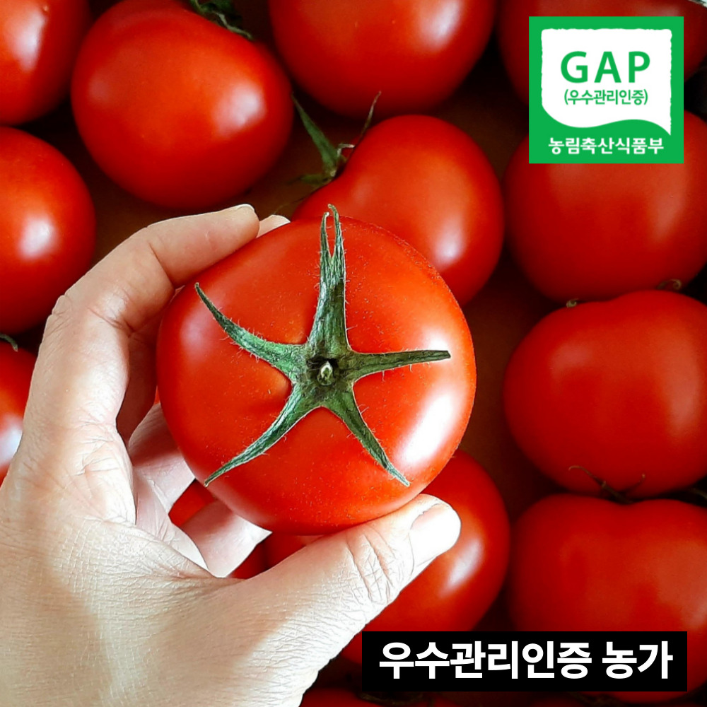 제철곳간 산지직송 재구매1위 국내산 완숙 토마토 유럽종 찰토마토 25,900원