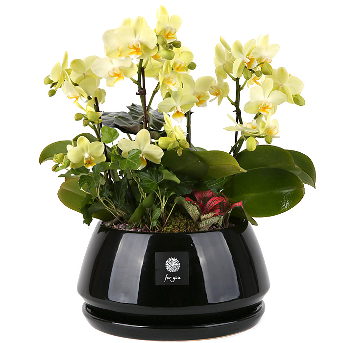 119플라워 (당일배송) 그린호접명품화기 ST-H437 서양난 미니호접 호접난 행사용 환갑 승진 영전 전시회 개업 전국꽃배달 생일 기념일 꽃선물 꽃배달, 1개 92,200원