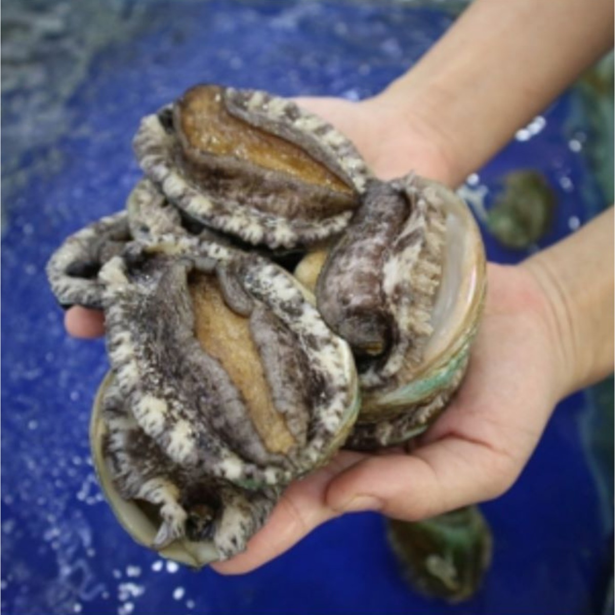 완도 전복 살아있는 활전복 도매 10kg당 50미~500미 오늘발송 내일 살아서 도착보장 241,300원