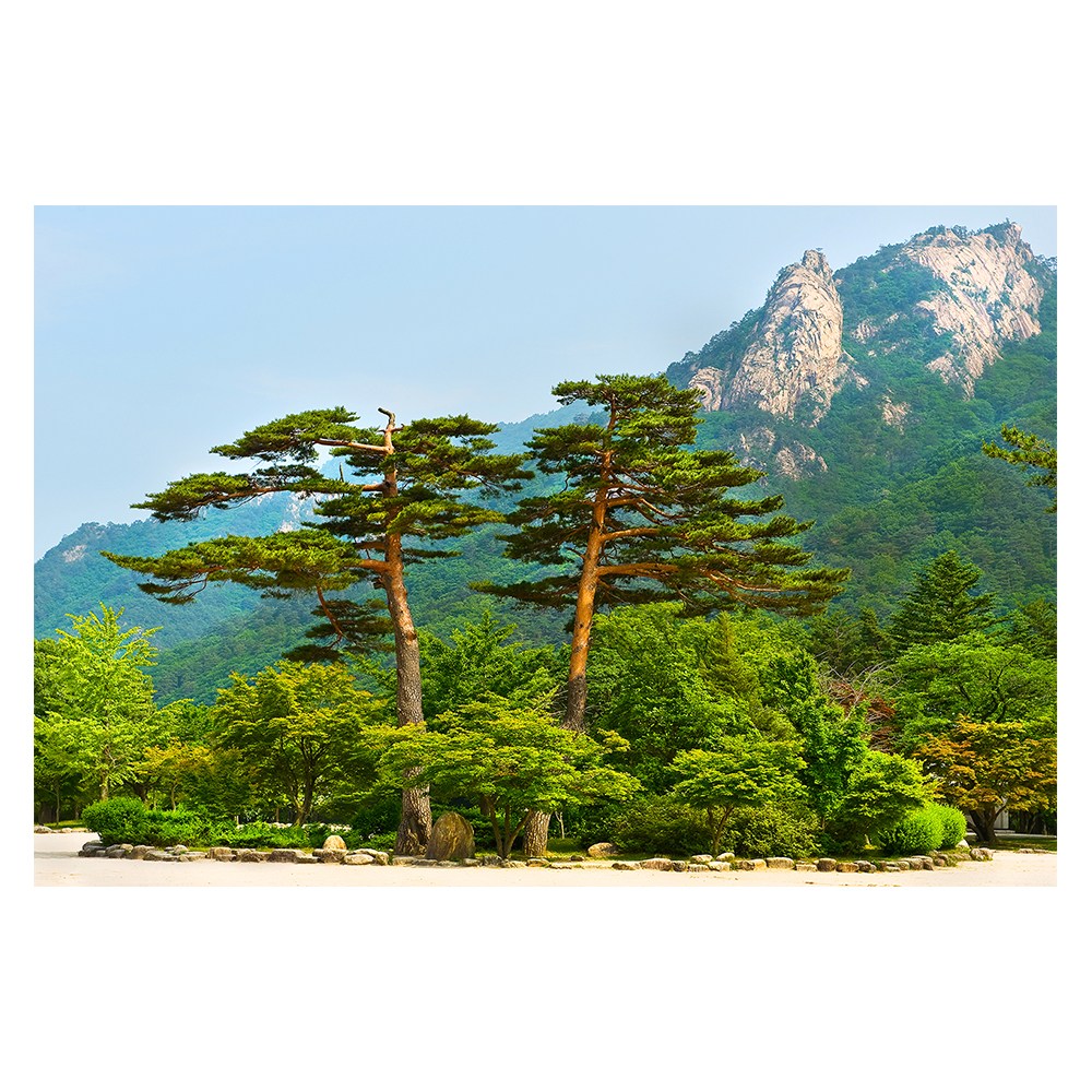 소나무 그림 액자 심신 안정 치유 초록 대형 소형 중형 한국화 민화 19,500원