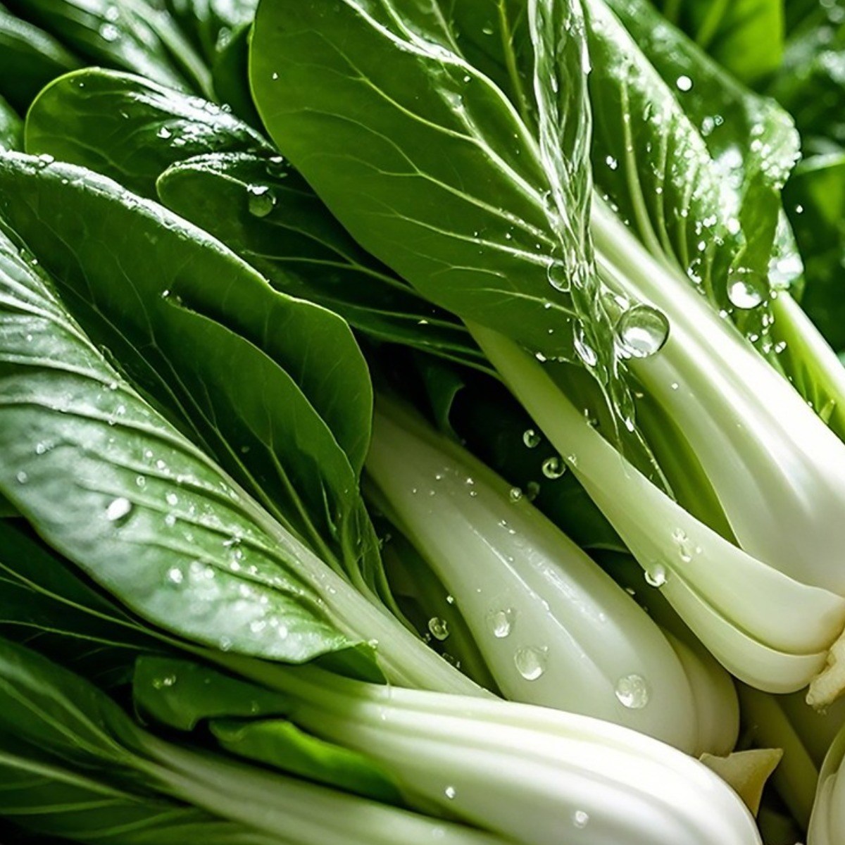 친환경 무농약 청경채 1kg, 1박스, 1kg 15,900원