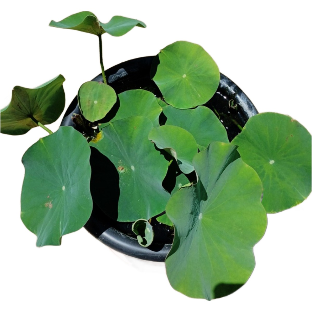 큰 연꽃 모종 판매/ 연못 수생식물 수련 미니연꽃 연꽃씨앗 수경식물, 1개 19,900원