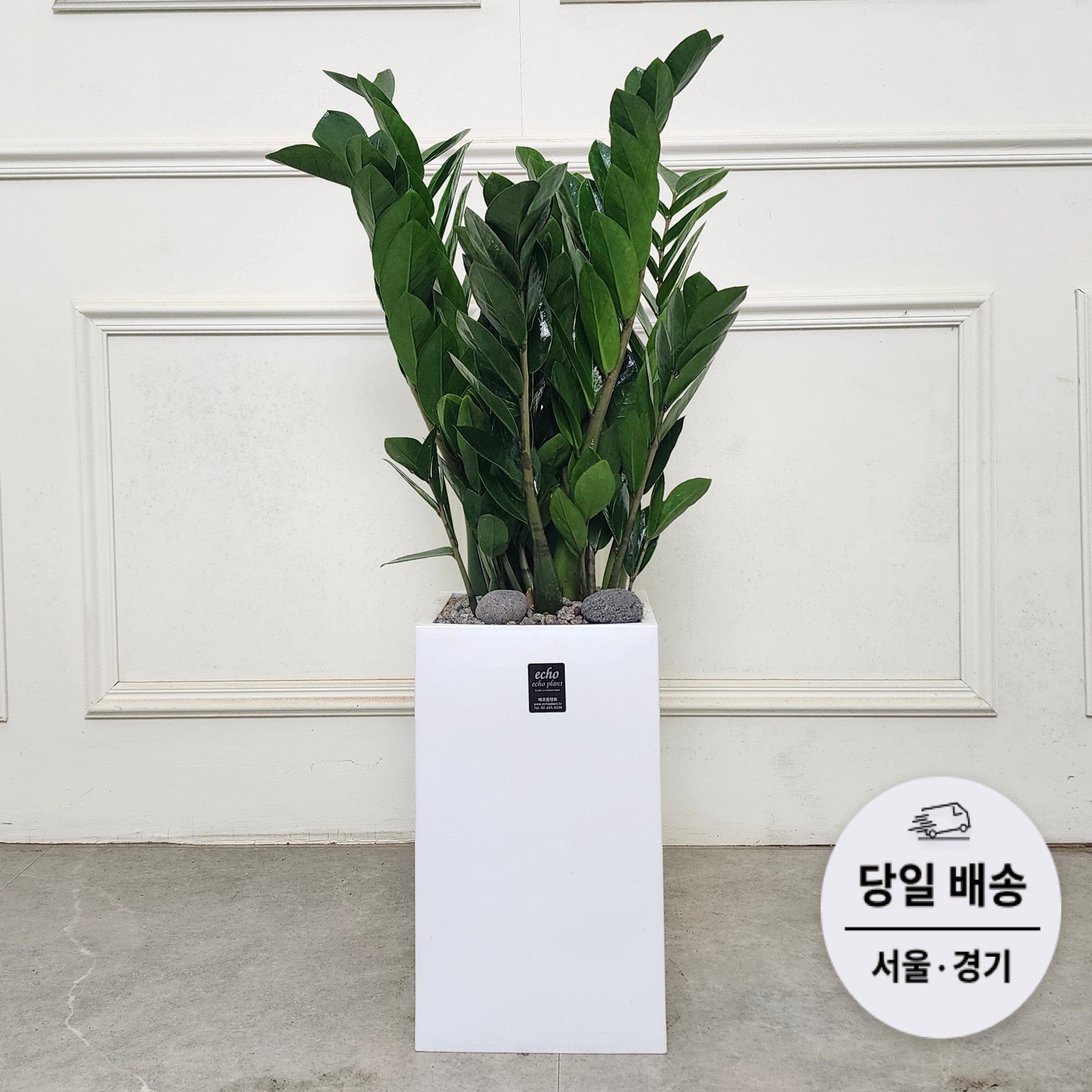 에코플랜트(서랍형받침+리본증정+당일배송) 몬스테리아 파키라 돈나무 공기정화 실내 거실 식물 개업 축하 화분, 04. 금전수, 1개 55,000원