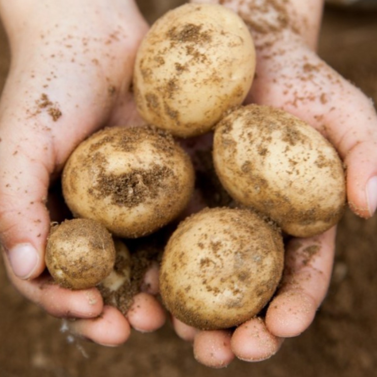 서준엄마네 국내산 햇감자 포슬포슬 수미감자 16,430원