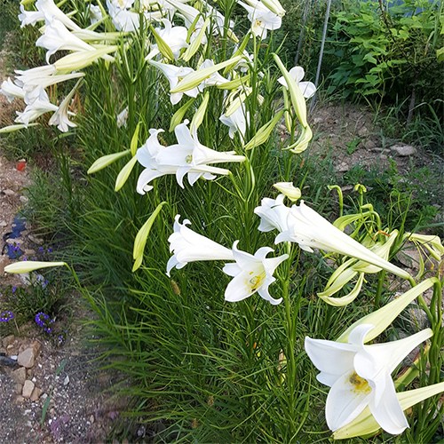 철포나리 (철포백합) 씨앗 소포장 대포장 선택구매, 1개, 대포장 400립 30,000원