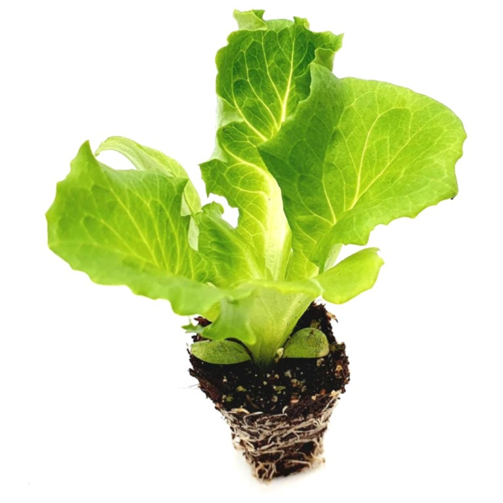 파머씨드 양상추 모종 8개 상추 샐러드 9,220원