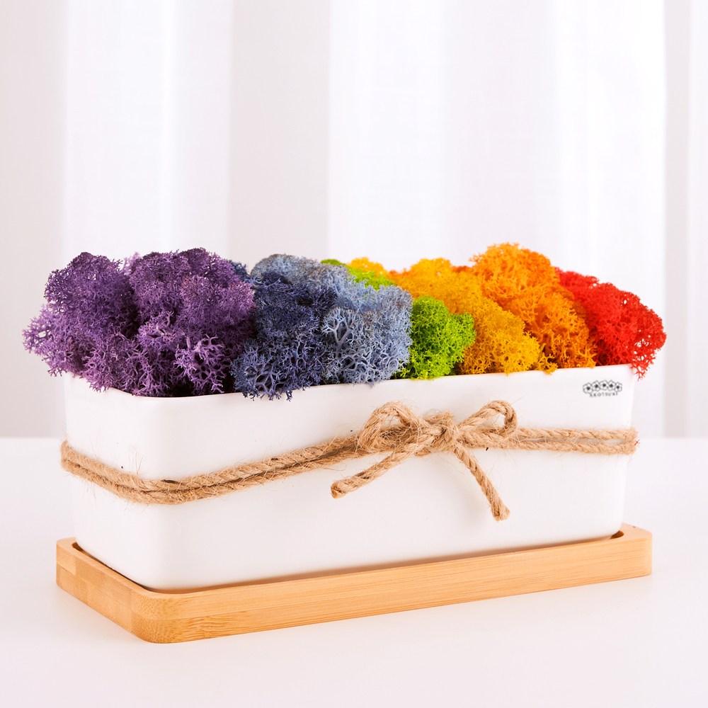 공기정화 스칸디아모스 이끼 음지식물 무지개 모스 화분 17,020원