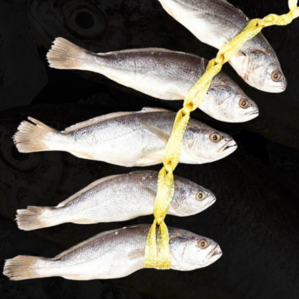 영광 비늘제거 민어 굴비 엮걸이, 5개, 특대 33,900원