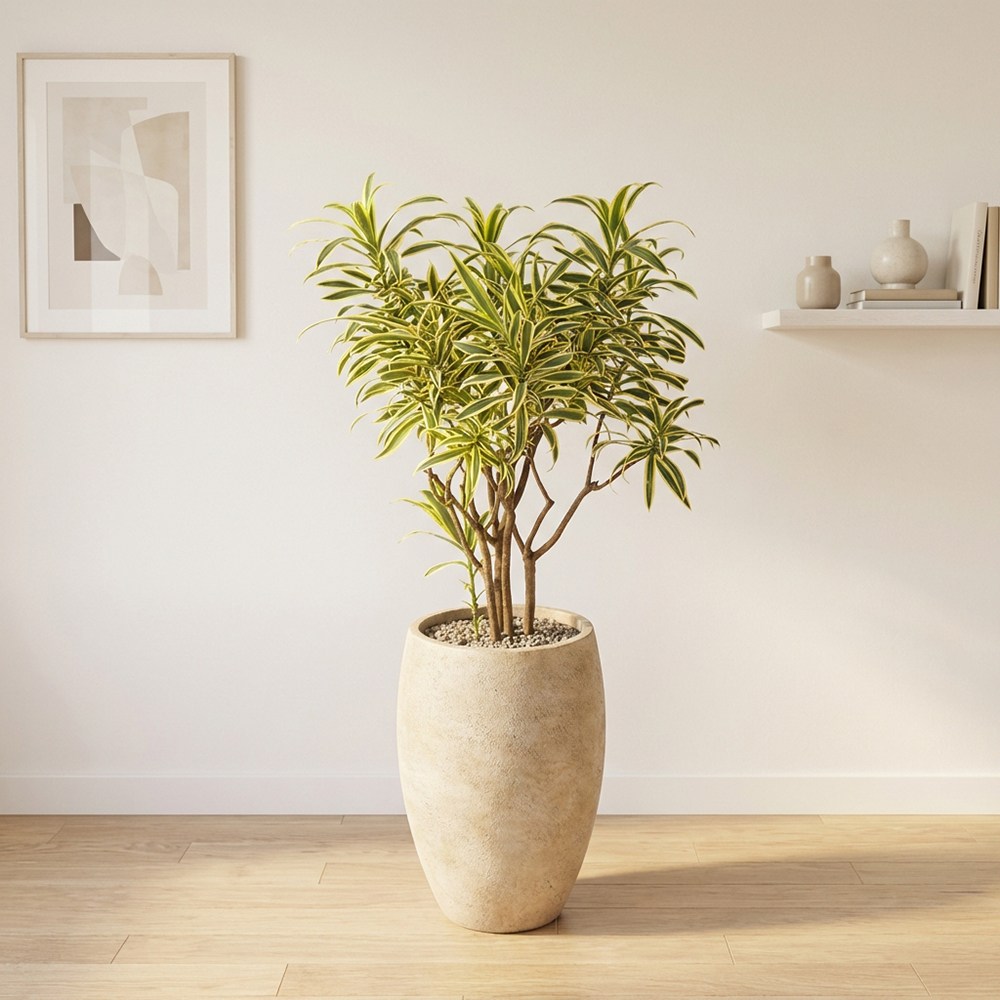 공간을 완성하는 시그니처 대형 송오브인디아 실내인테리어식물 샴페인골드화분 158,000원