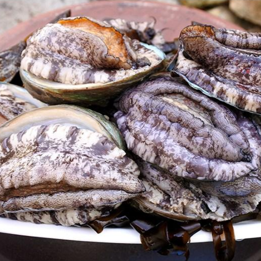 싱싱해 완도활전복 구이용 12-14미 생산자직송 83,900원