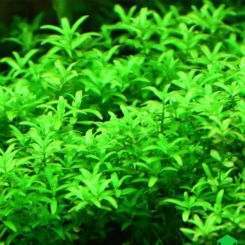 [수초대장] 펄그라스 (10촉) 중후경수초 6,000원