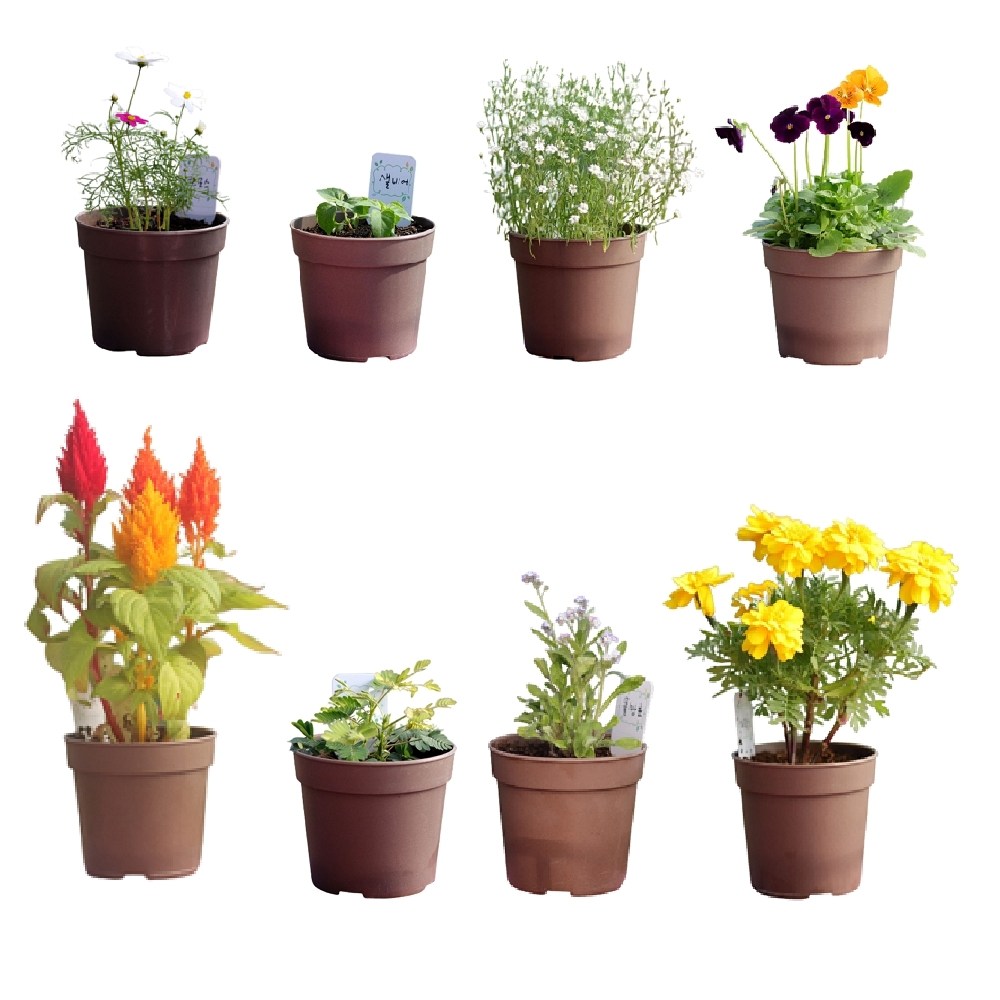 포픽 코스모스 미모사 물망초 맨드라미 메리골드 비올라 샐비어 레몬밤 안개꽃 키우기 키트 7,000원