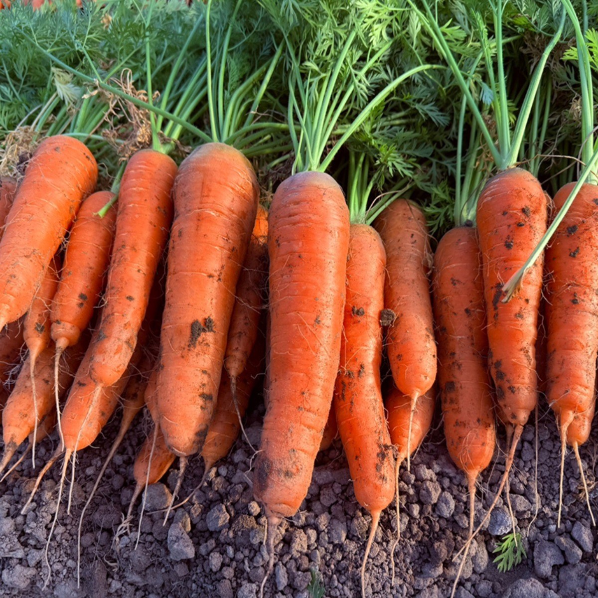 김해팜 제주 구좌당근 국내산 햇 흙당근, 1박스, 10kg (중) 23,330원