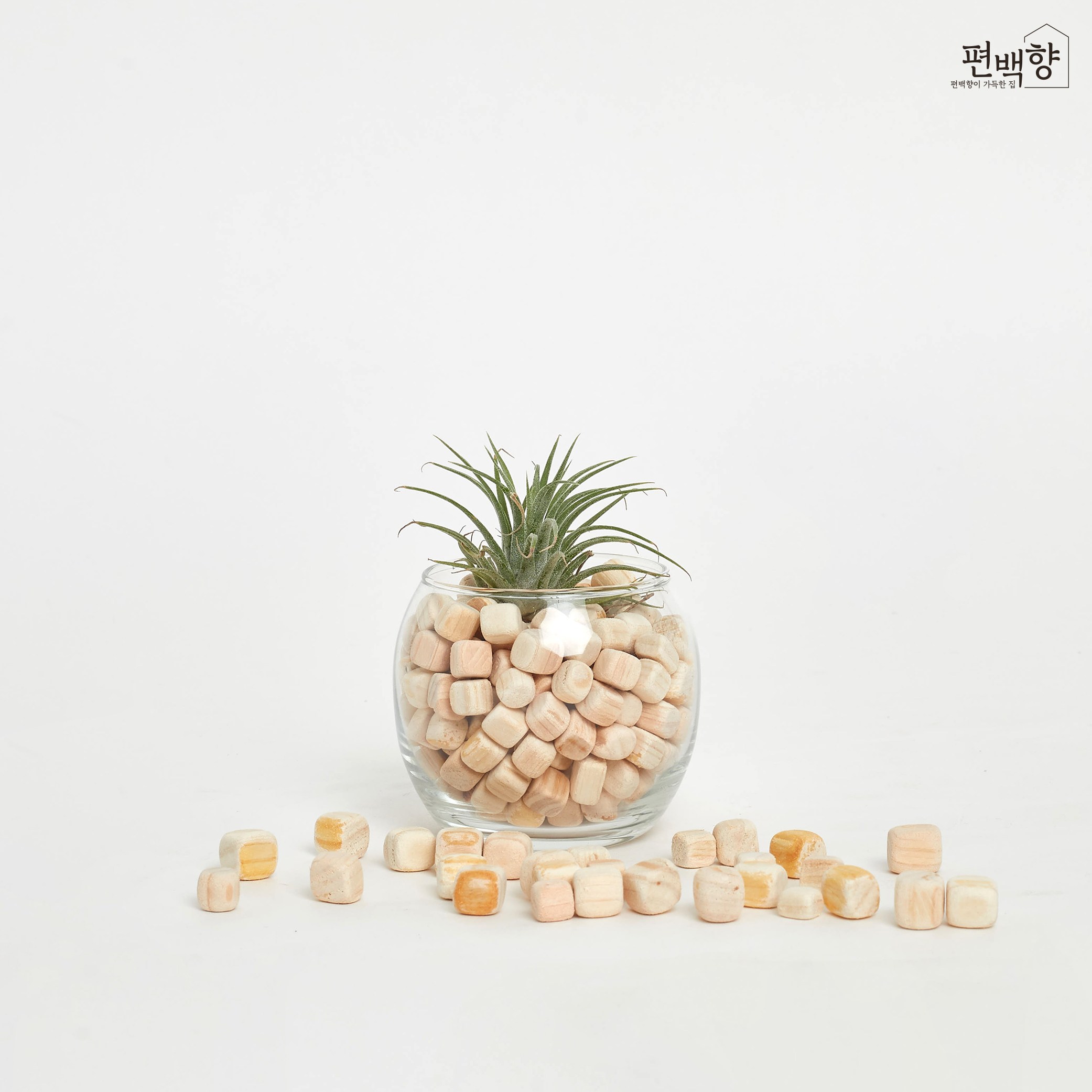 편백향 미니유리병 화분 인테리어 화분 이오난사 공기정화식물, 1개, 혼합색상 8,000원