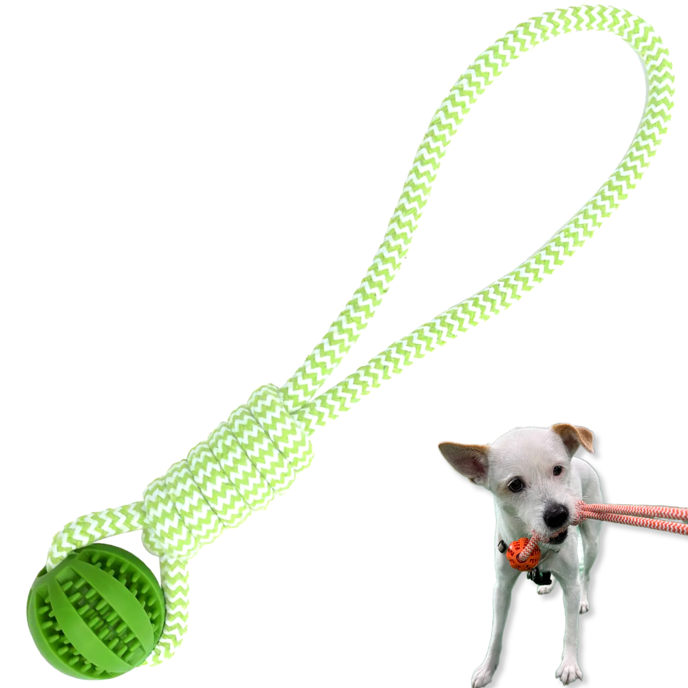 LETOJ 강아지 원형 터그놀이, 1개, 그린 5,700원