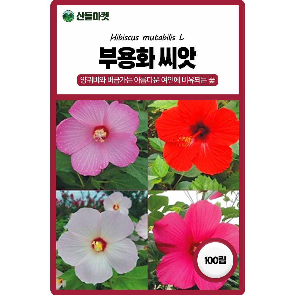 세인화분 부용화 100립 - 국산 야생화 꽃 씨 씨앗 5,880원