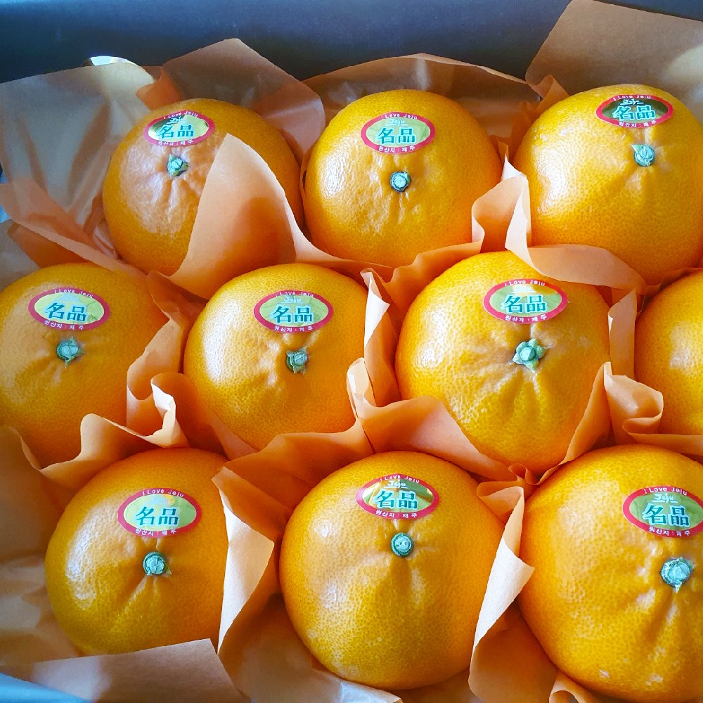 [농장직송] 제주 프리미엄 고당도 천혜향 15brix 33,500원