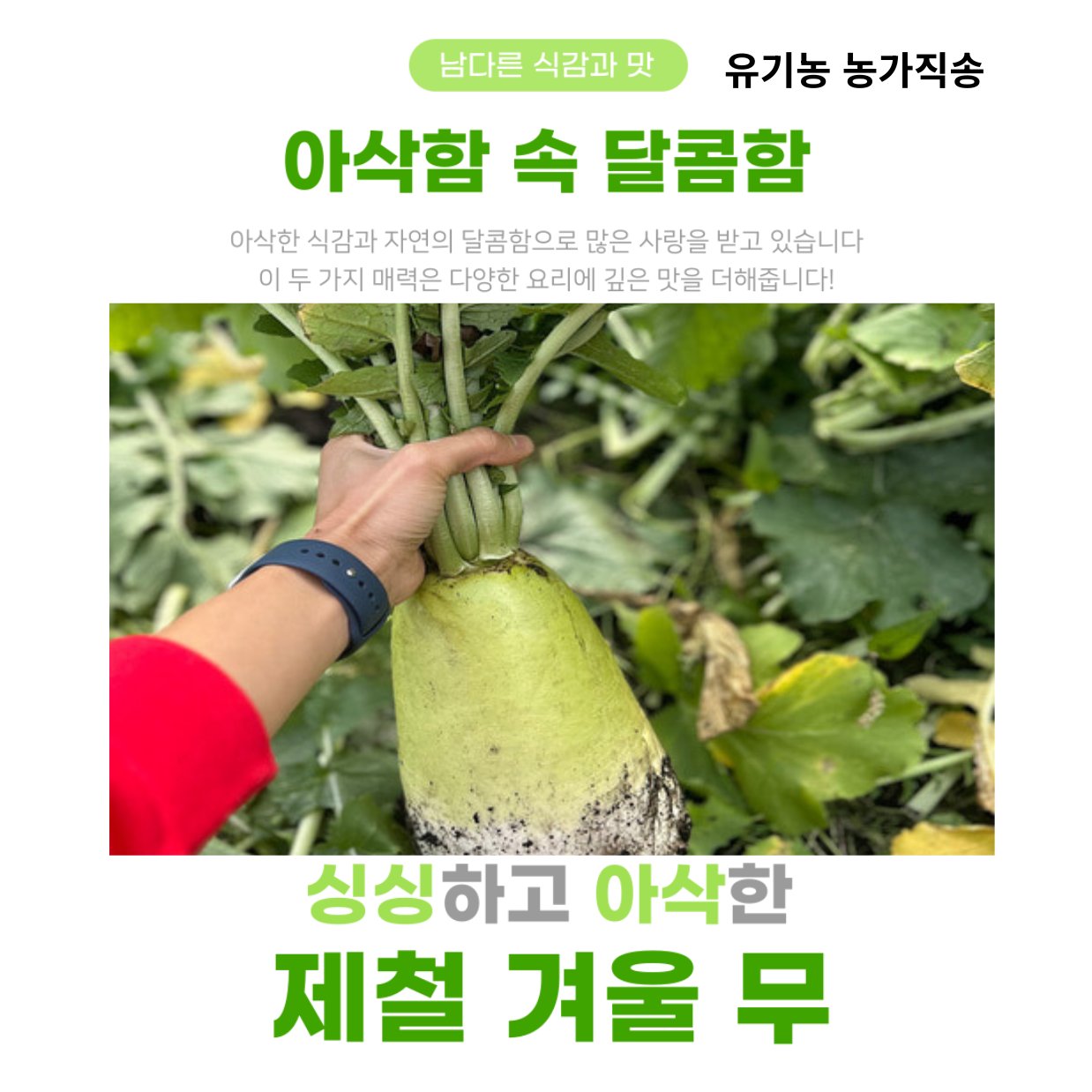 [제주 월동무] 친환경 유기농 제주 무/ 제주 흙 월동무/ 영양가 많은 제주 저장 무 22,000원