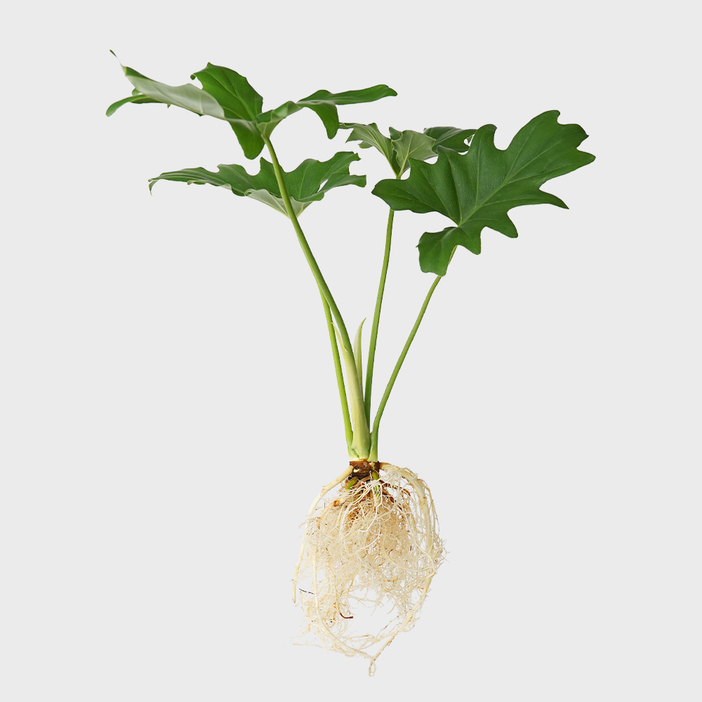 메이크정글 잔여물 걱정 없는 수경재배 흙 세척 식물 모음 16,300원