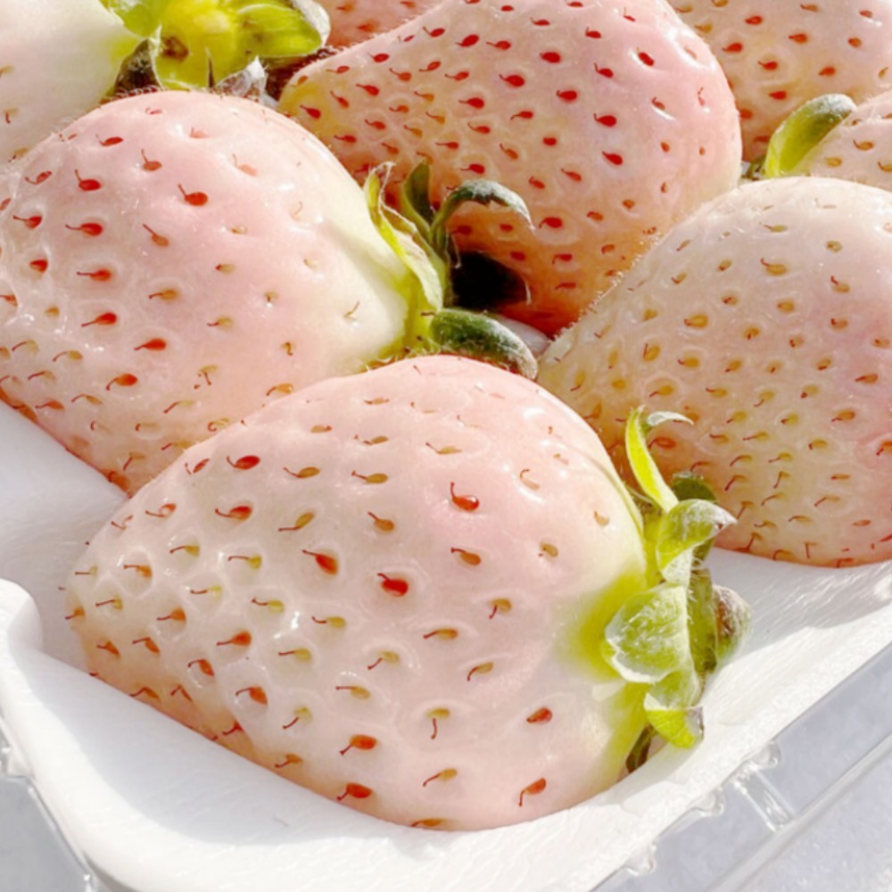 [14brix 고당도] 최상품 신데렐라 하얀딸기 흰딸기 58,800원